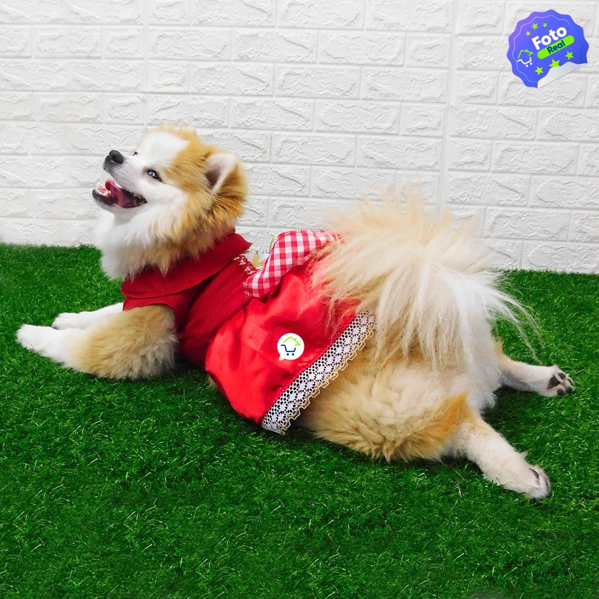 🎉🐶Disfraces para Peludos🎉🐶 Elegancia y Diversión para tu Mejor Amigo! 🐾✨